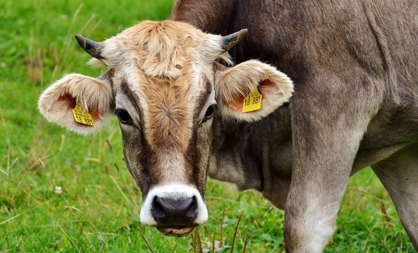 Farm safety falls under the HSE spotlight